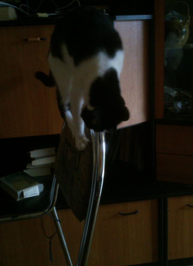 Cat balancing on a chairback