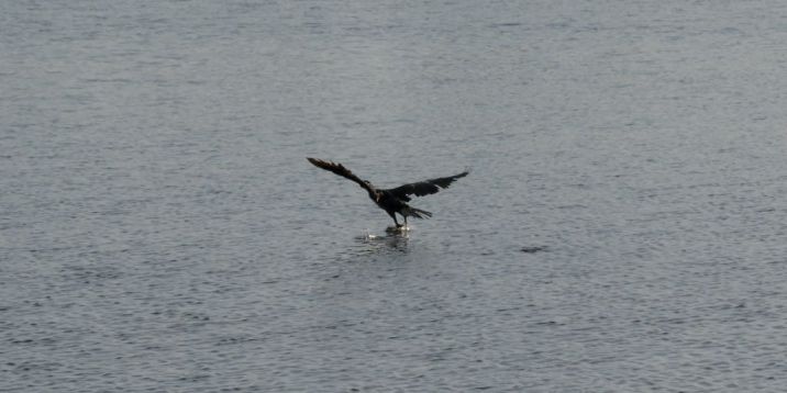 Cormorant take off 10