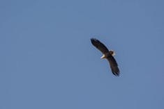 White-tailed eagle - sea eagle - seeadler - photo 4