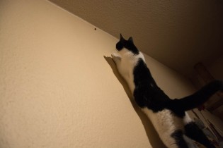 A moth hunting cat 5