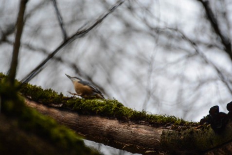 Nuthatch bird on a tree