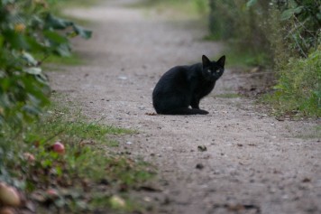 black cat prefers distance