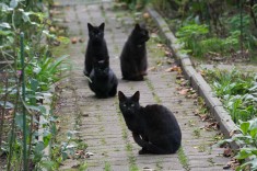 black kitty gang