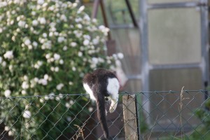 cat jumps over the fence