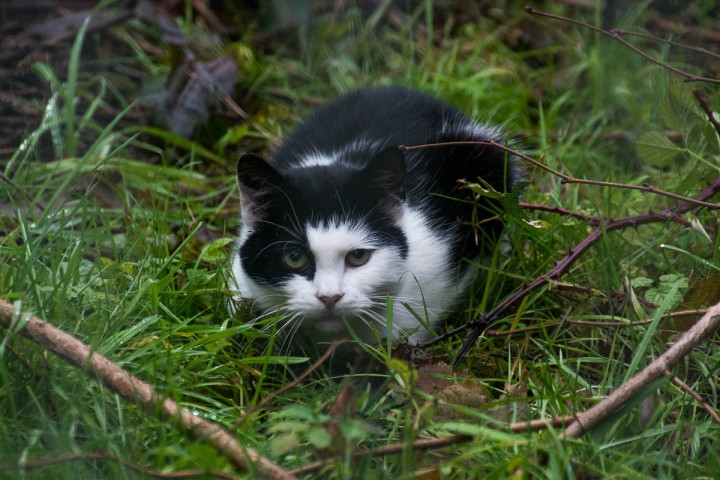 Unimpressed black and white cat