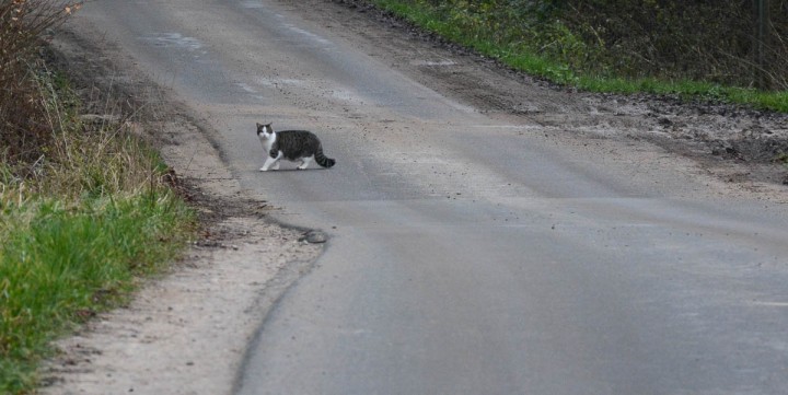 cat crossing a country road