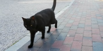 black neighbor cat